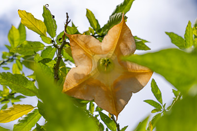 Palheiro Gardens Flowers
