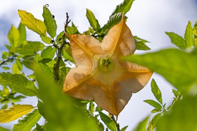 Palheiro Gardens Flowers
