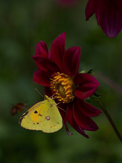 Palheiro Gardens Flowers