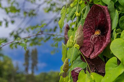 Palheiro Gardens Flowers