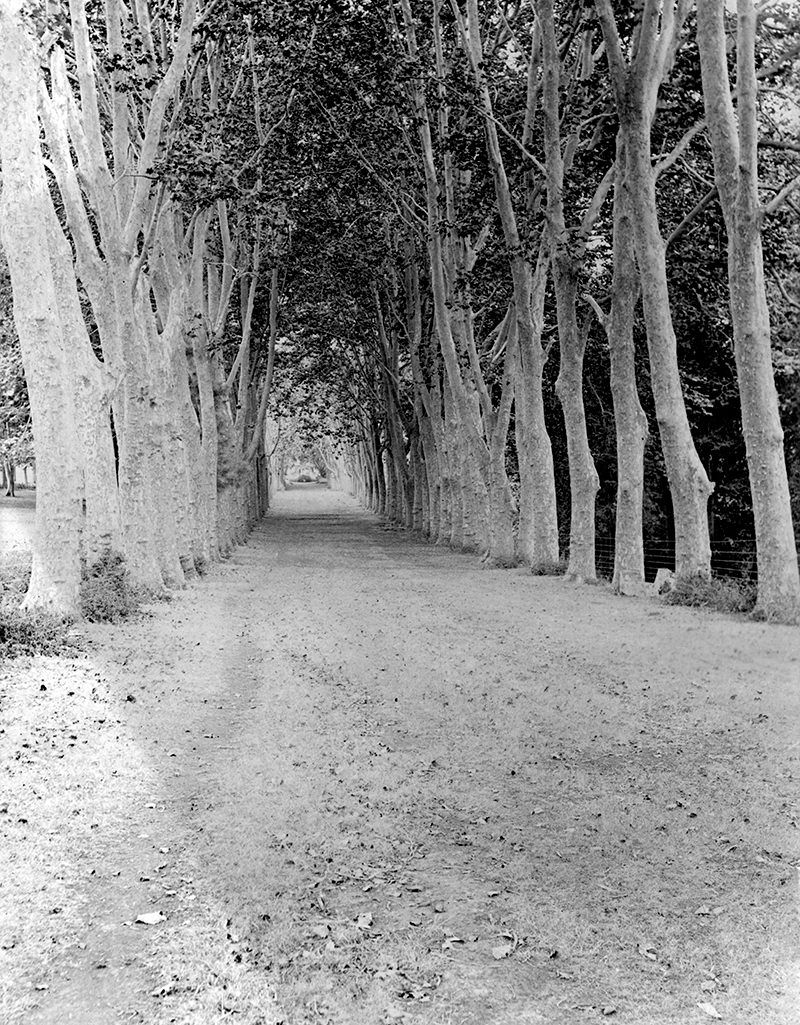 great avenue of planes