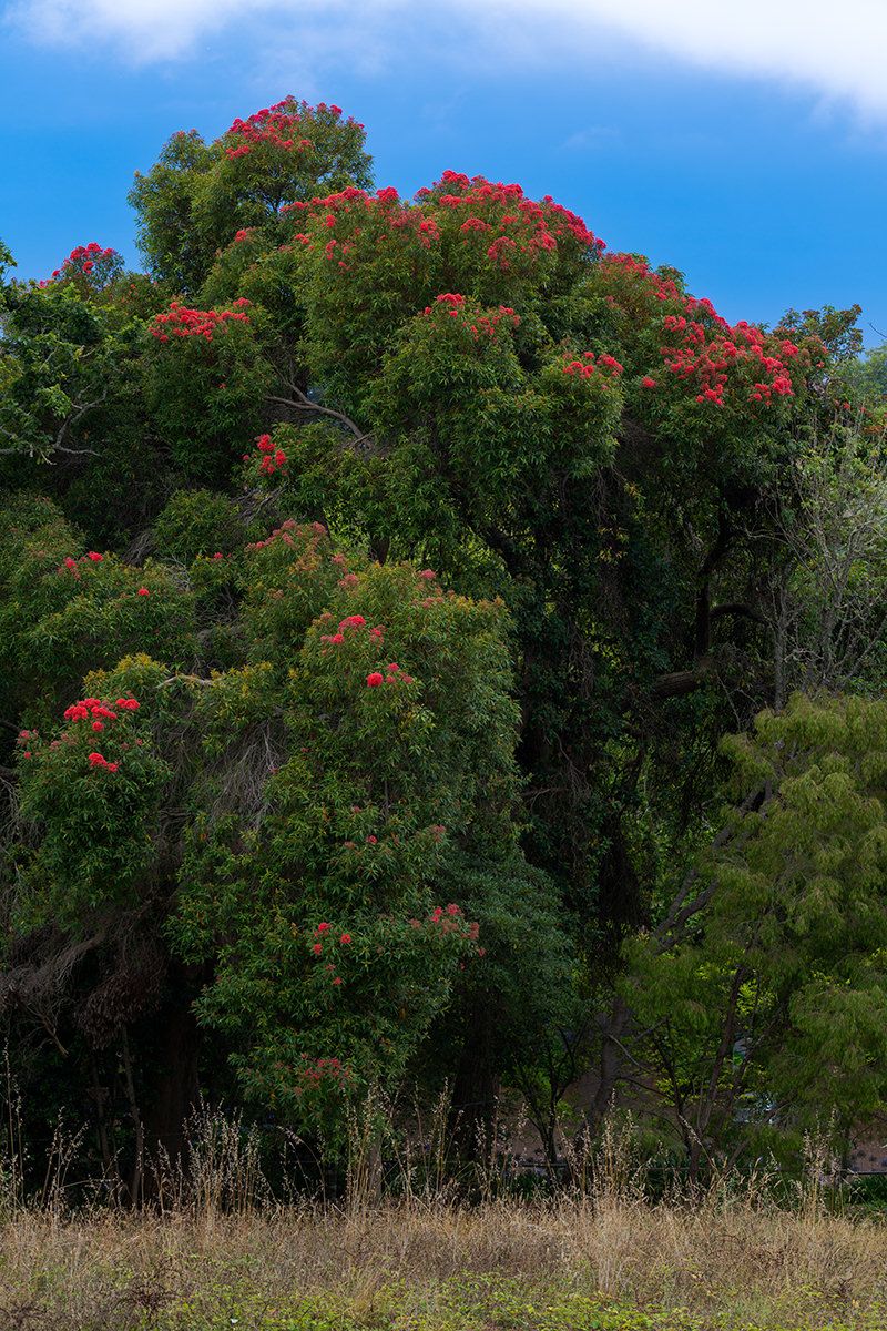 Metrosideros excelsa 