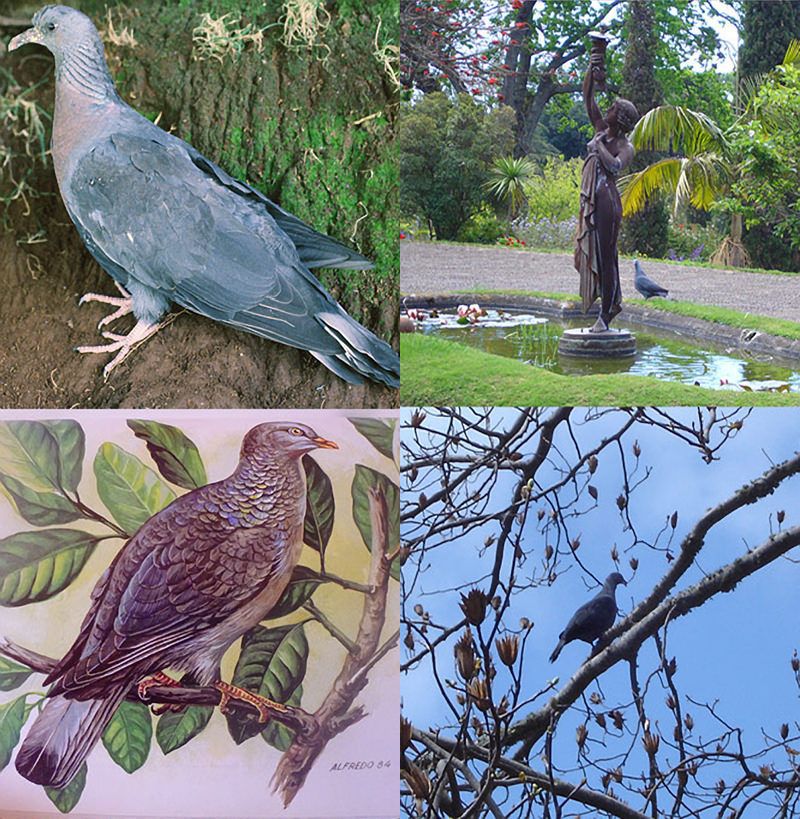 Endemic pigeons nesting at Palheiro Estate