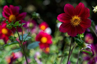 Palheiro Gardens Flowers