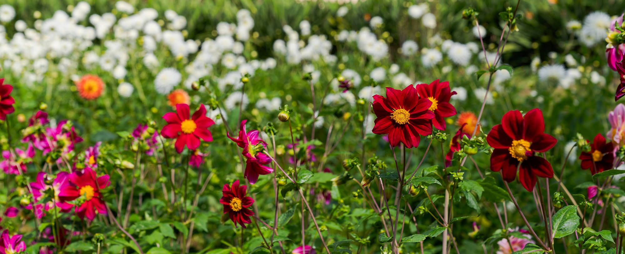 Palheiro Gardens Media Gallery