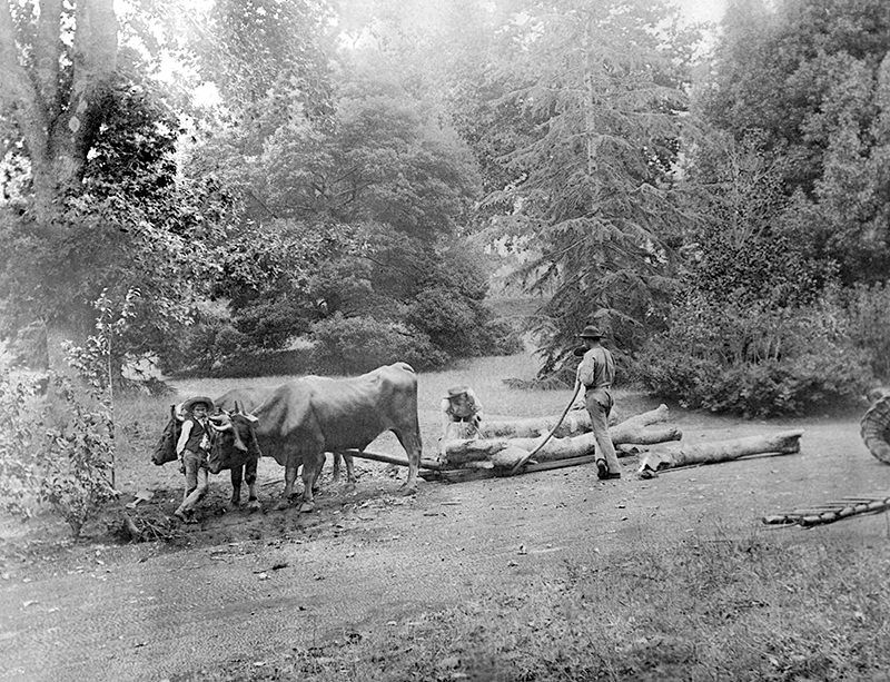 Oxen at palheiro Gardens