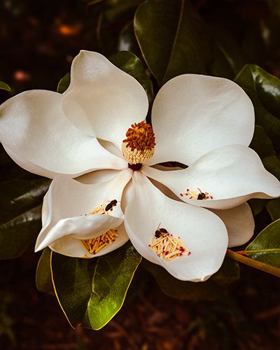 Palheiro Gardens Flowers