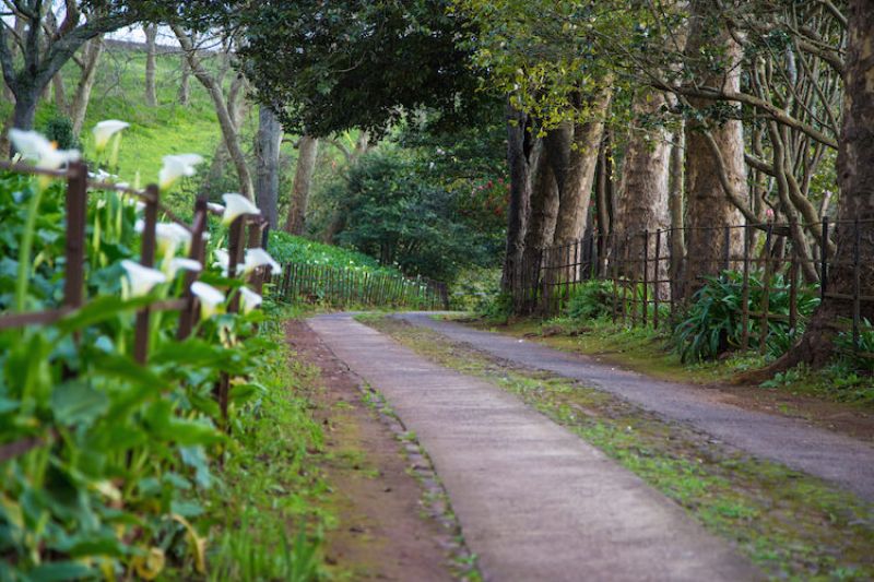 Palheiro Gardens Flowers