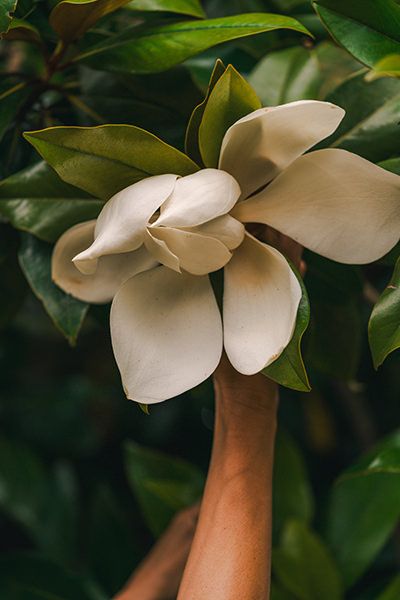 Palheiro Gardens Flowers
