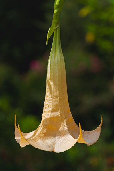 Palheiro Gardens Flowers