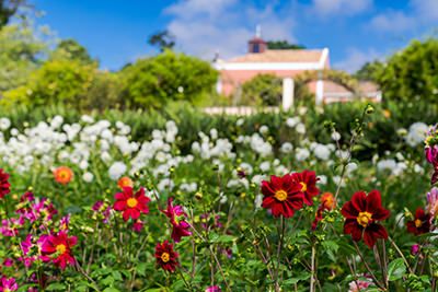 Palheiro Gardens Flowers