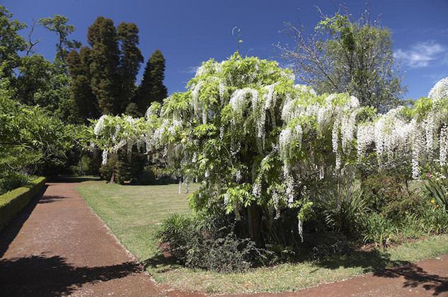 Palheiro Gardens Flowers