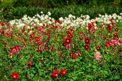 Palheiro Gardens Flowers