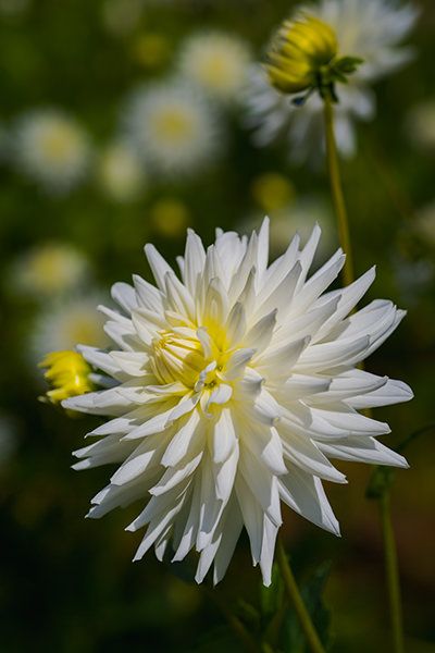 Palheiro Gardens Flowers